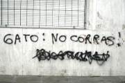 Gato: no corras